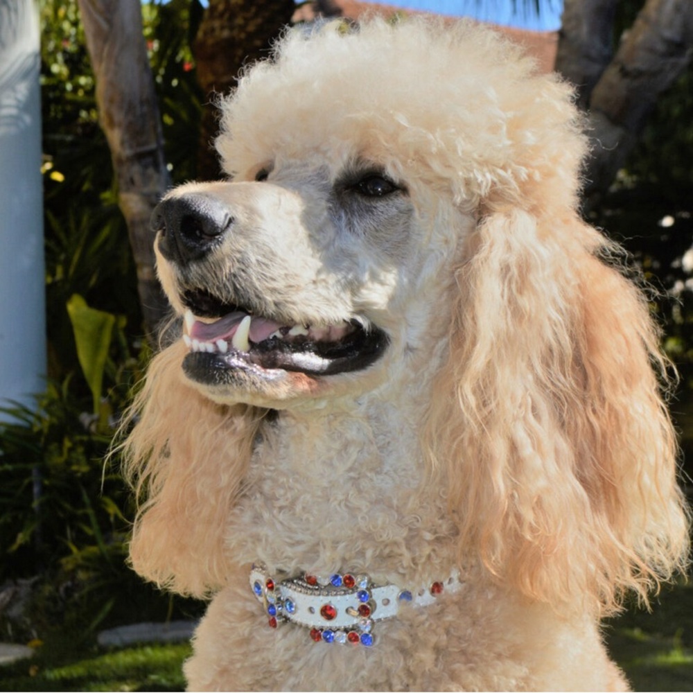 B.B. Simon handcrafted dog collars - real leather with Swarovski crystal stones!